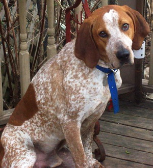 Amercian English Coonhound