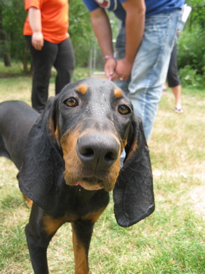 black and tan coonhound