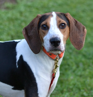 Walker Coonhound